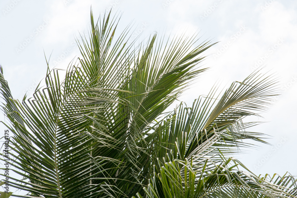 green leaf of coconut,isolated on white,sunlight with tall tree green leaf of coconut,isolated on white,sunlight with tall tree