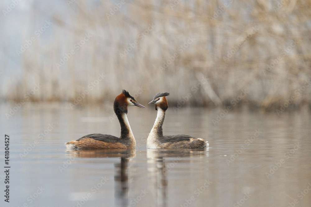 Iseo Lake, Lombardy, Italy. Great crested grebe. Iseo Lake, Lombardy, Italy. Great crested grebe.