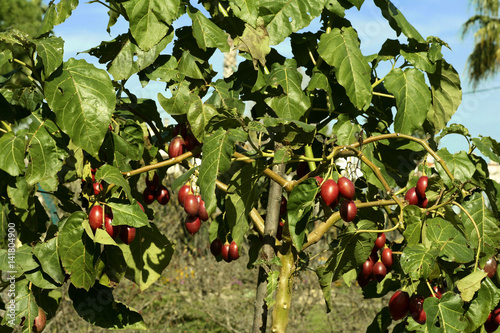 Cyphomandra betacea / Tomate en arbre / Tamarillo photo