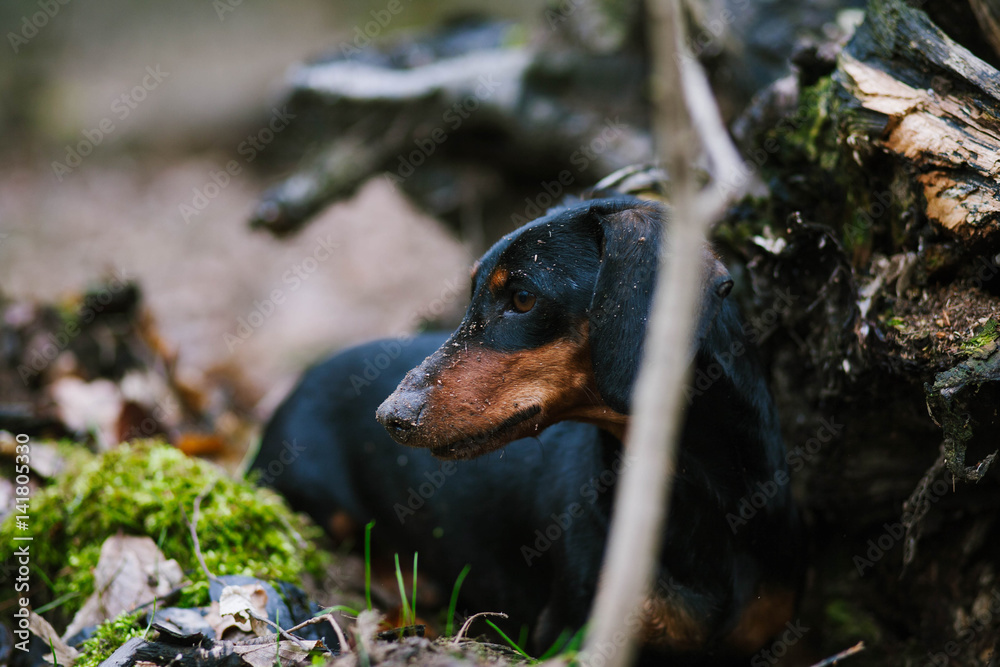 Dachshund in the forest Dachshund in the forest