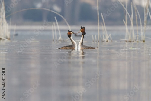 Iseo Lake, Lombardy, Italy. Great crested grebe.