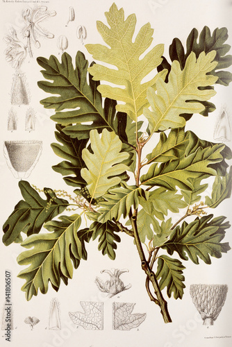 Illustration botanique / Quercus vulcanica / Chêne photo
