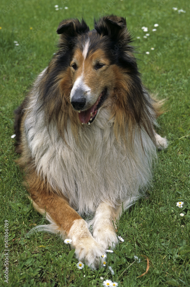 Chien / Race : Colley à poil long