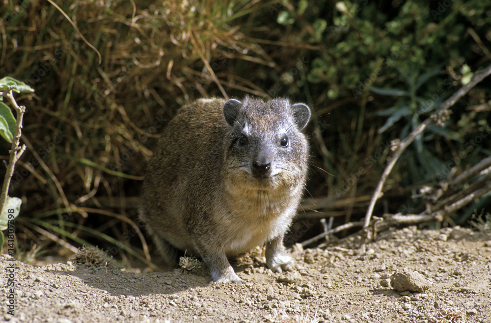 Procavia capensis / Daman des rochers / Daman du Cap Procavia capensis / Daman des rochers / Daman du Cap