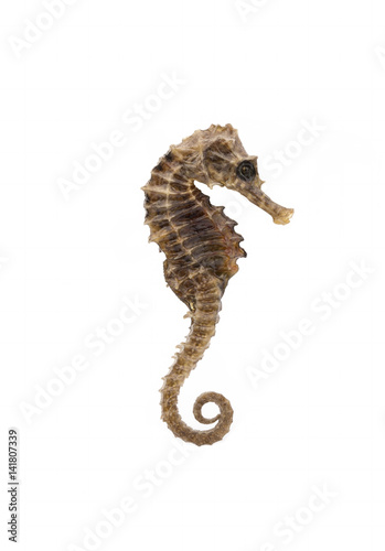 Dried seahorse isolated on white background