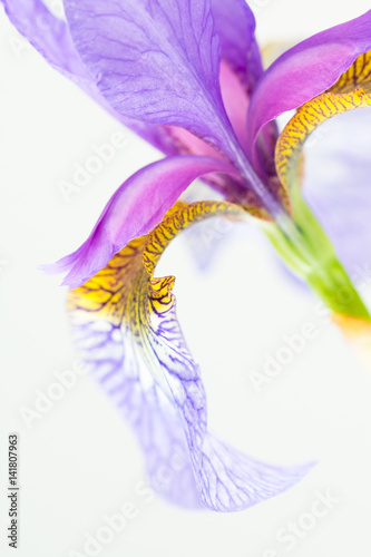 Fototapeta Naklejka Na Ścianę i Meble -  Siberian iris close up with mauve falls and yellow beardless signal and copy space