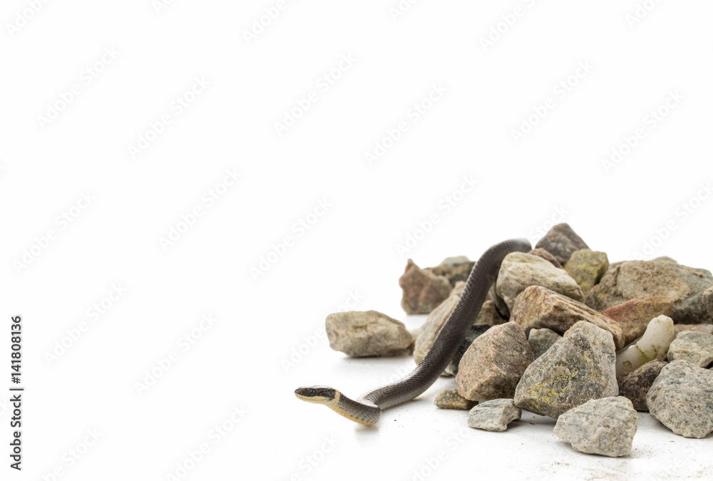 Small ringneck snake on rocks with copy space