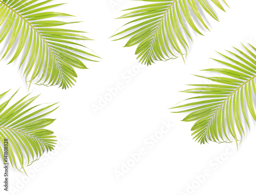 Palm leaf isolated on white background