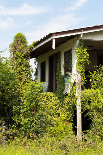 Old house with bunch of ivy. © kaentian