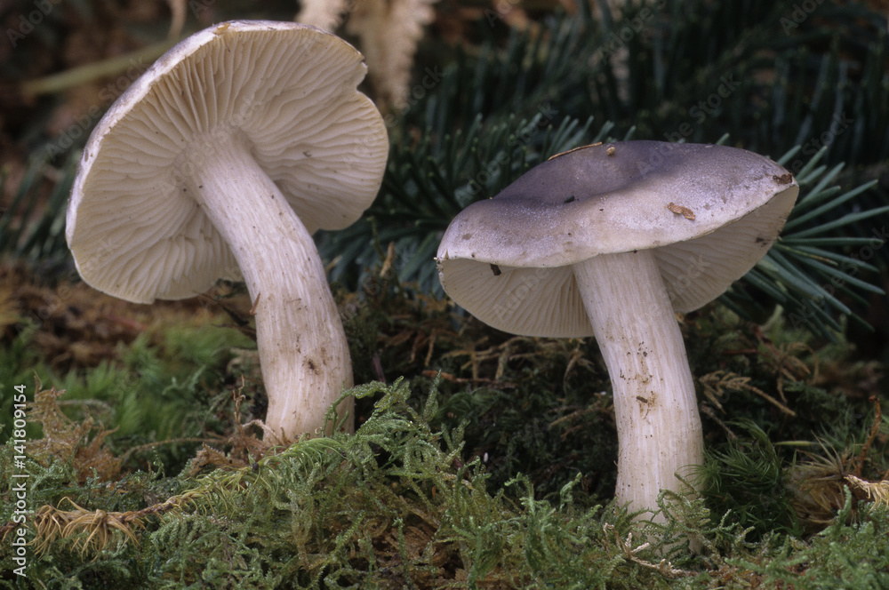 Tricholoma saponaceum / Tricholome à odeur de savon Tricholoma saponaceum / Tricholome à odeur de savon