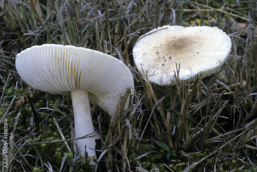 Lepiota helveola / Lépiote brune