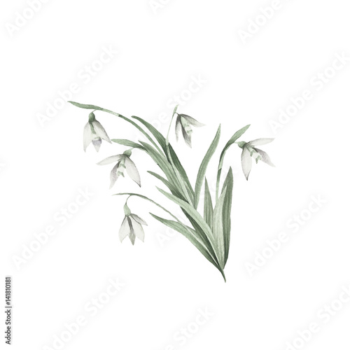 The image of a snowdrops.Hand draw watercolor illustration