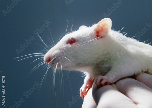 laboratory animal, rat