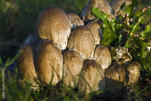 Coprinus atramentarius / Coprin noir d'encre / Coprin encrier photo