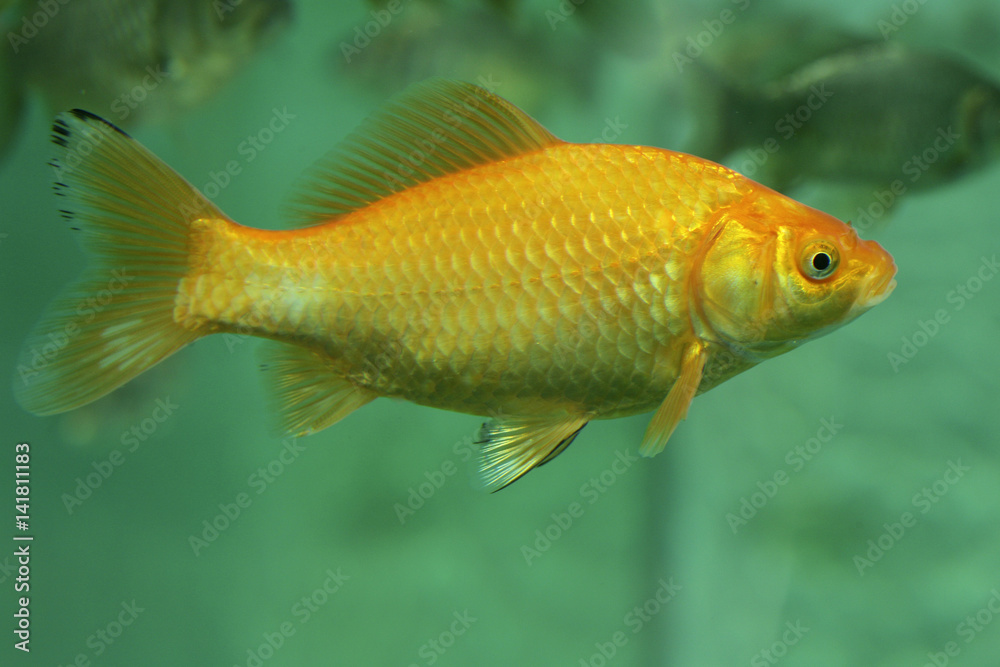 Carassius auratus / Poisson rouge / Carassin doré Carassius auratus / Poisson rouge / Carassin doré