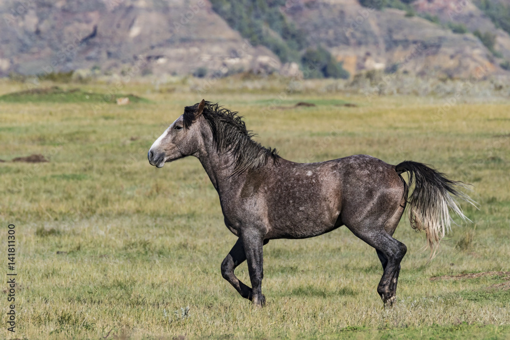 Fototapeta premium A wild horse trotting over to the others in the herd at Theodore Roosevelt National Park in North Dakota.