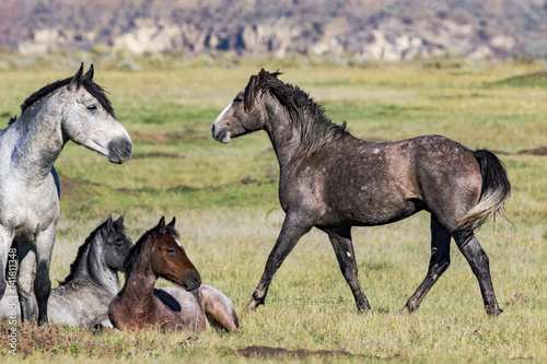 A family band of wild horses in Theodore Roosevelt National Park in North Dakota.