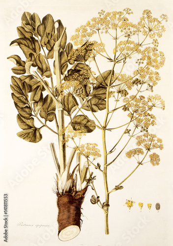 Illustration botanique / Opopanax chironium / Opopanax de Chiron photo