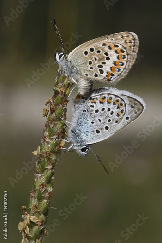 Plebejus idas / Azuré du genêt photo