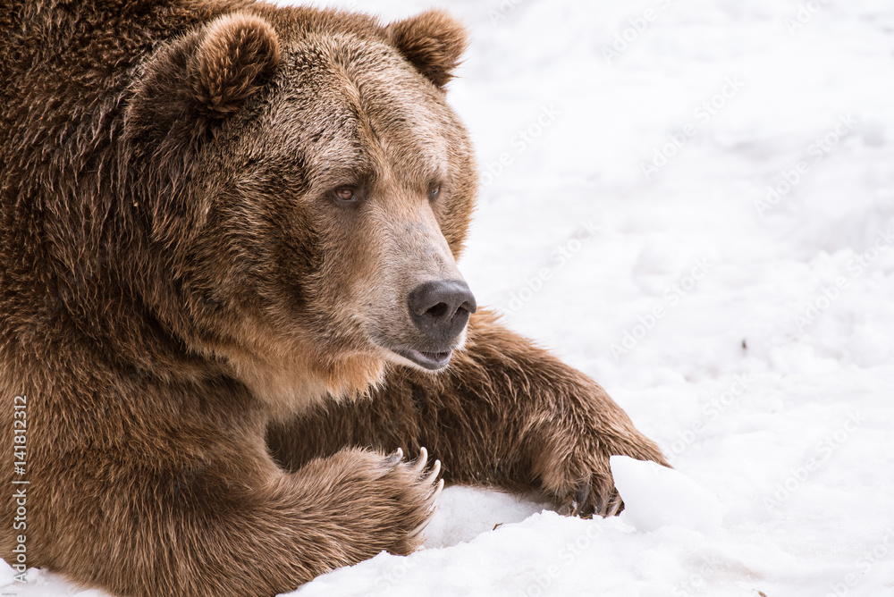 Grizzly Bear in the winter with snow life style(eat play chill)