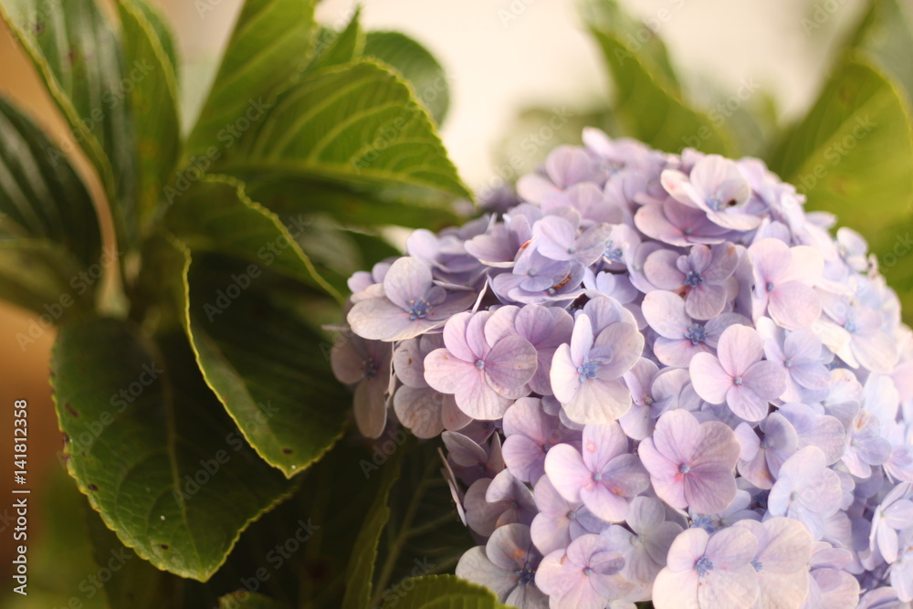 light purple hydrangea flower with leaves bloom at garden light purple hydrangea flower with leaves bloom at garden