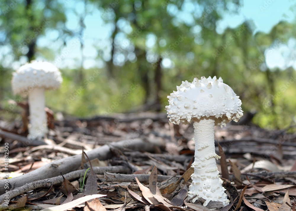 White puffy Amanita mushrooms (fungi) with warts or spikes growing on