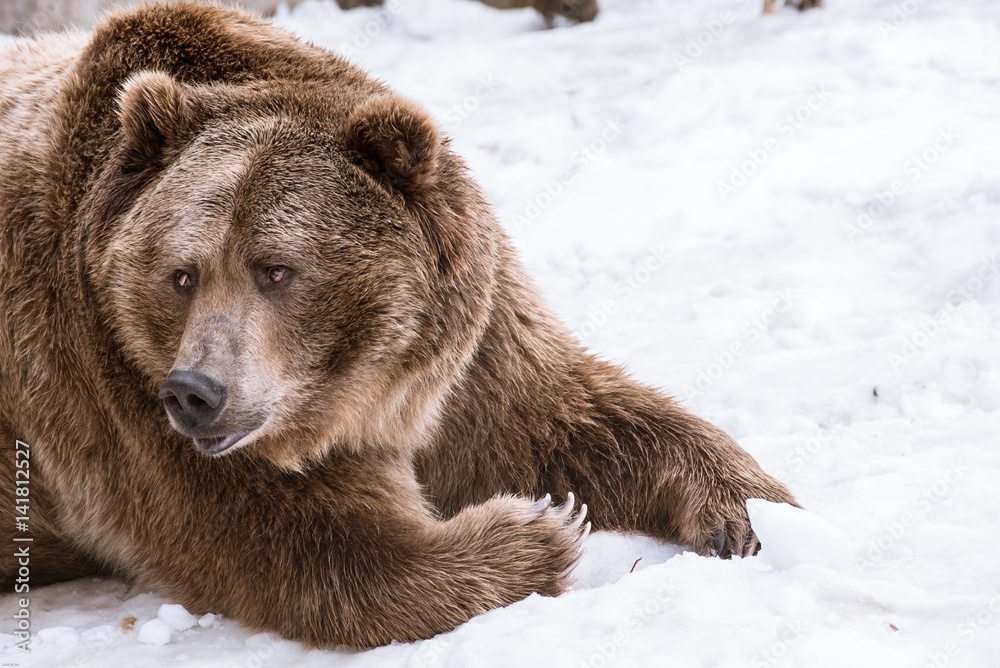 Fototapeta premium Grizzly Bear in the winter with snow life style(eat play chill)