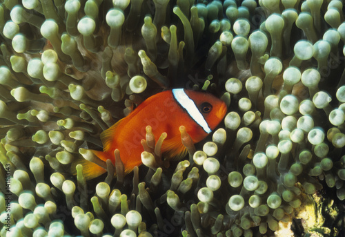 Amphiprion frenatus / Poisson clown rouge photo