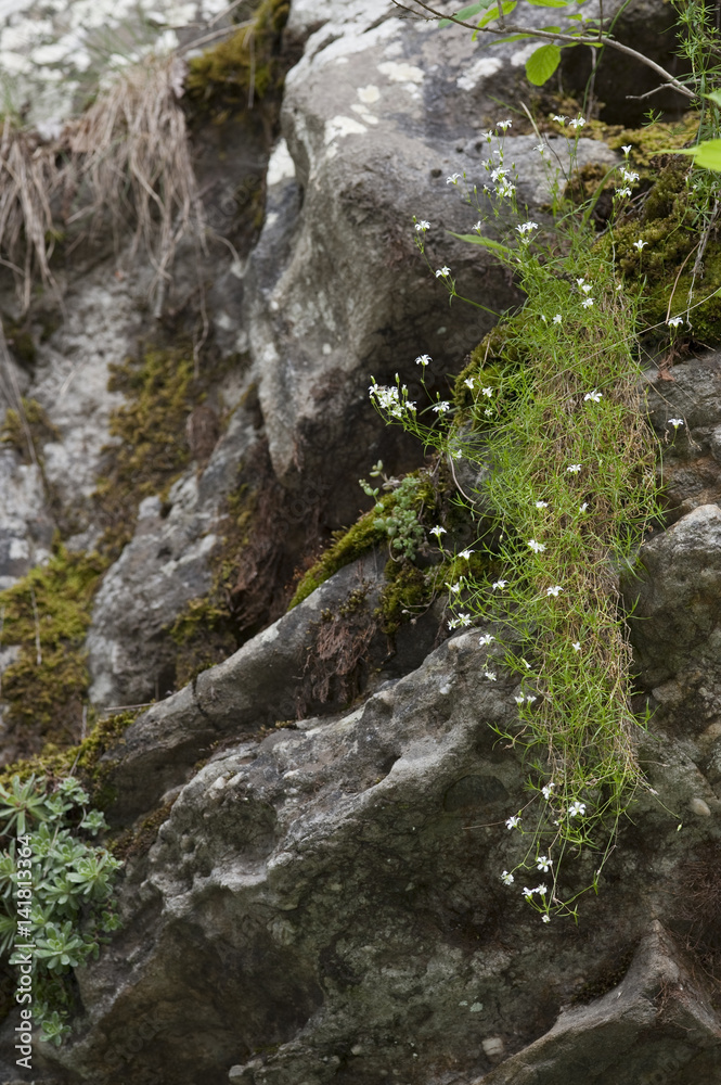 Minuartia villarii / Minuartie de Villars / Sabline de Villars Minuartia villarii / Minuartie de Villars / Sabline de Villars