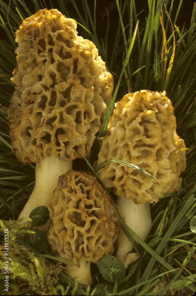 Morchella esculenta / Morille commune Morchella esculenta / Morille commune