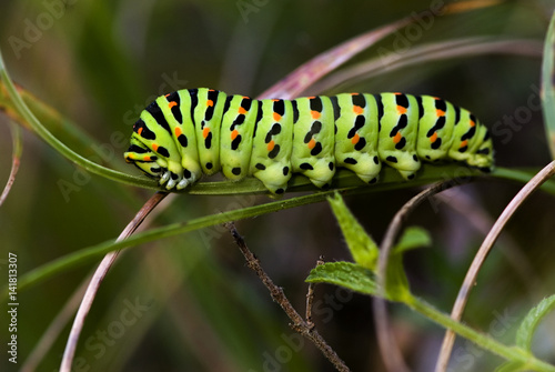Papilio machaon / Machaon © PIXATERRA
