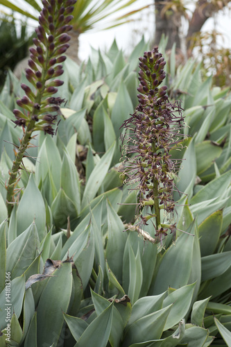 Agave mitis 'Albescens' photo