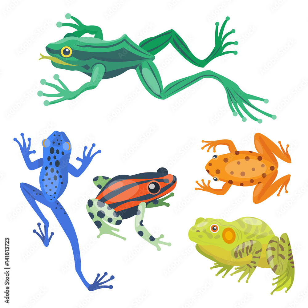 Naklejka premium Frog cartoon tropical animal cartoon nature icon funny and isolated mascot character wild funny forest toad amphibian vector illustration.