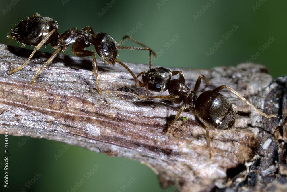 Lasius niger / Fourmi noire des jardins Lasius niger / Fourmi noire des jardins