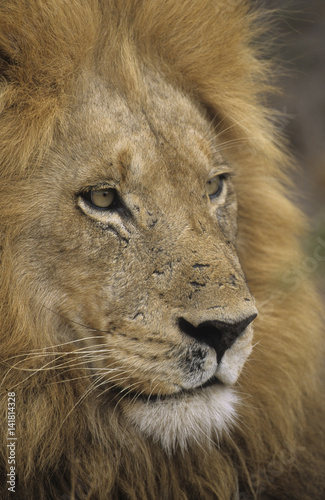 Panthera leo   Lion