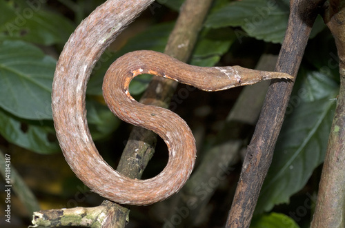 Langaha madagascariensis / Serpent liane photo