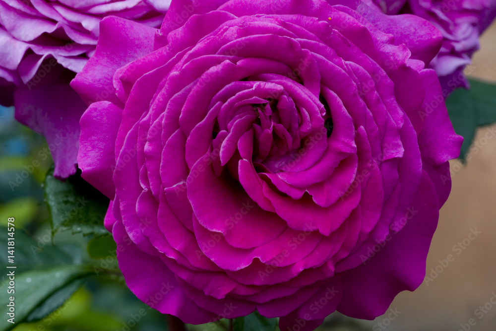 Rosa x / Rose 'Chartreuse de Parme'
