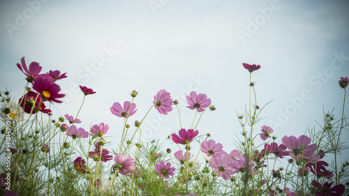 Cosmos flower field with nature against sky background.