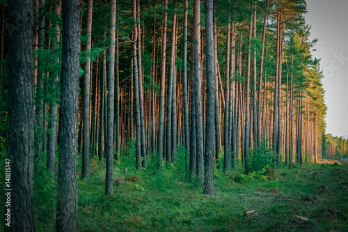Pine forest with felled tree stumps in Latvia