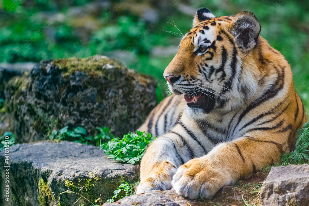 Obraz premium Young bengal tiger lying on the grass and shows his paws