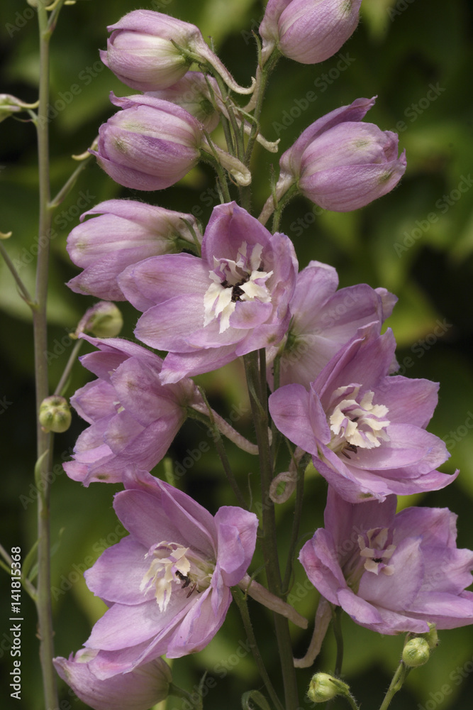 Delphinium x / Pied d'alouette Pacific Giant 'Astolat' Delphinium x / Pied d'alouette Pacific Giant 'Astolat'