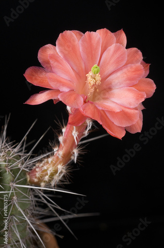 Echinocereus scheeri var. scheeri photo