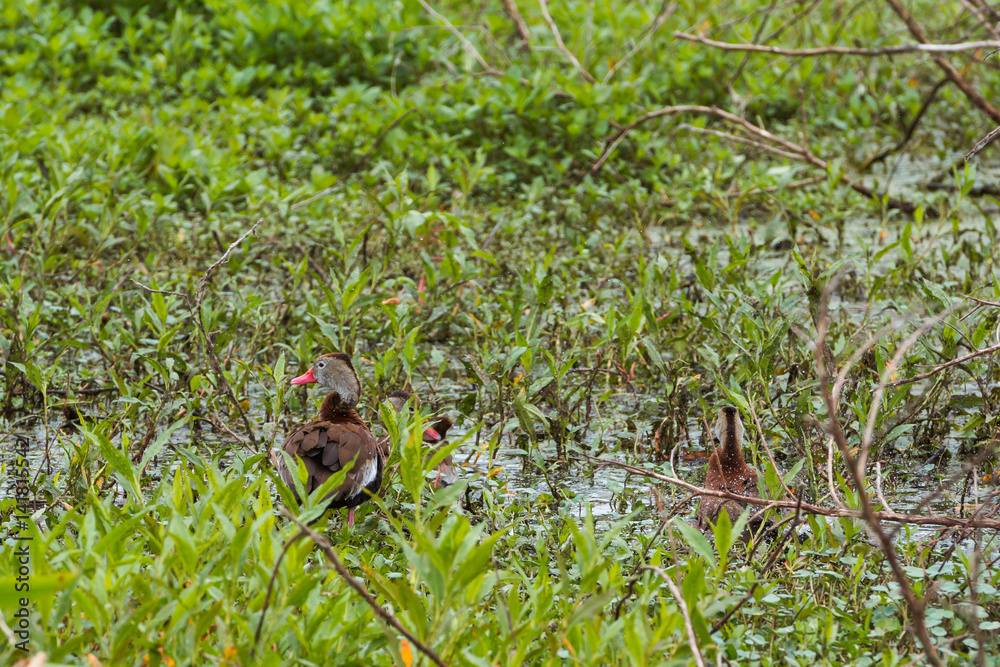 Black-bellied whistling duck (Dendrocygna autumnalis) hidden in a marshy area