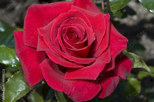 Rosa x   Rose  Hacienda 
