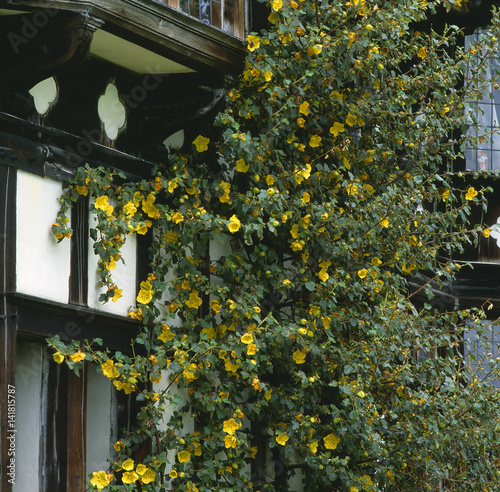 Fremontodendron californicum / Fremondia de Californie photo