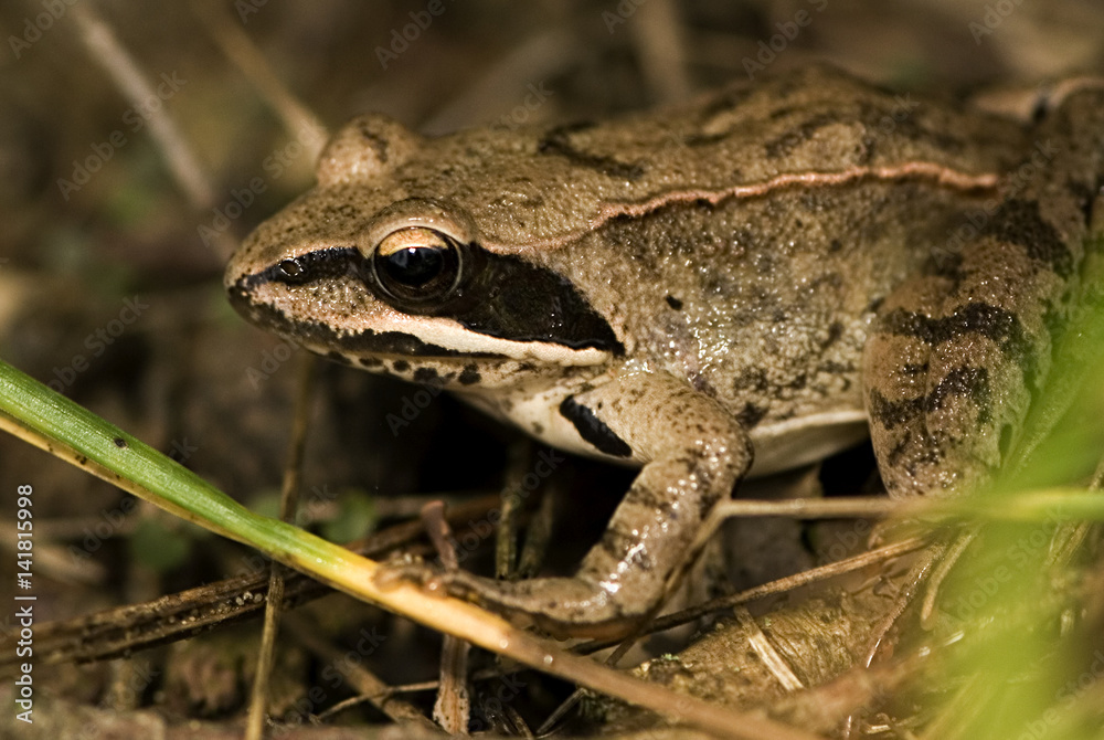 Rana dalmatina / Grenouille agile Rana dalmatina / Grenouille agile