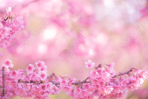 beautiful sprig pink cherry blossom for background.