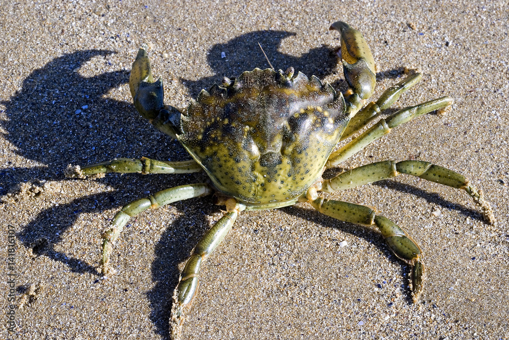 Carcinus maenas / Crabe enragé vert