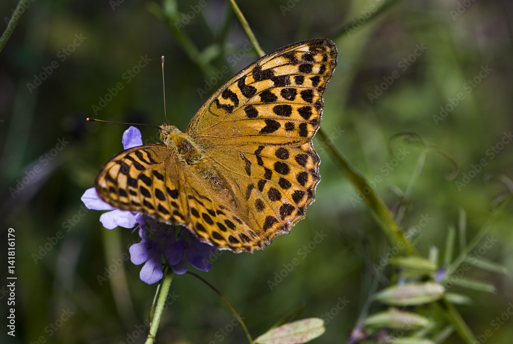 Argynnis paphia / Tabac d'Espagne / Femelle Argynnis paphia / Tabac d'Espagne / Femelle