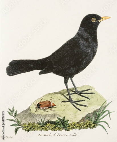 François Nicolas Martinet / Turdus merula / Merle / Mâle photo